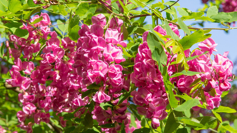 Робиния Robinia margaretta Pink Casade