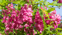 Робиния Robinia margaretta Pink Casade