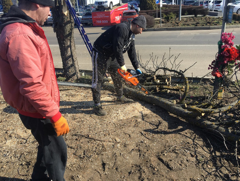 Спил дерева в Краснодаре