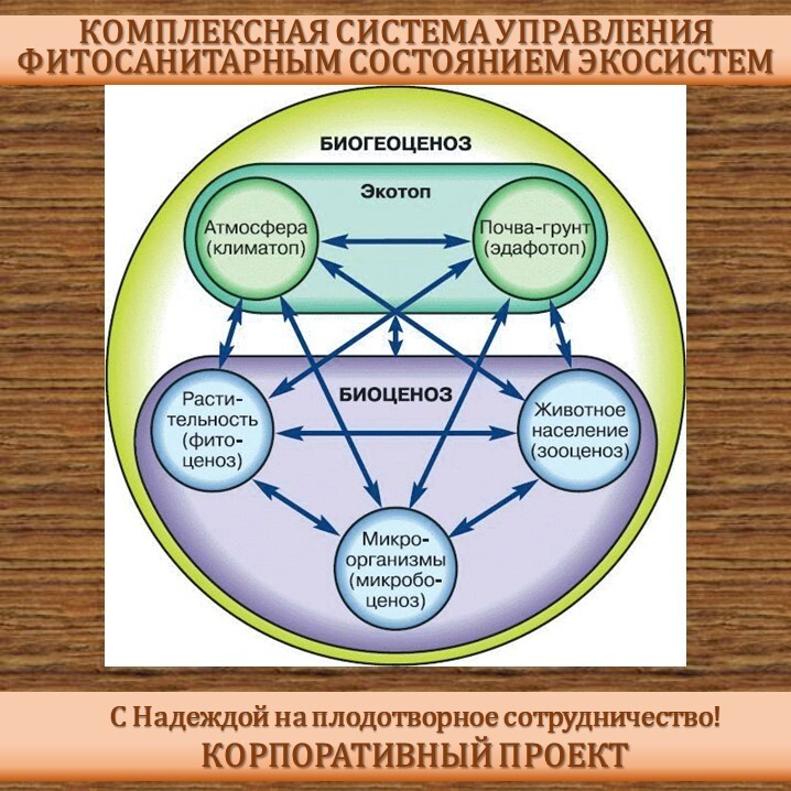 Взаимосвязь компонентов биоценоза презентация 7 класс