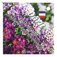 Семена цветов Алиссум "Ежевичные меренги", О, DARIT 0,2 г