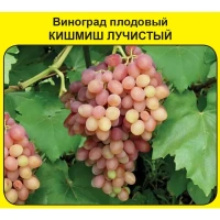 Виноград плодовый «Кишмиш лучистый» Без бренда живой саженец
